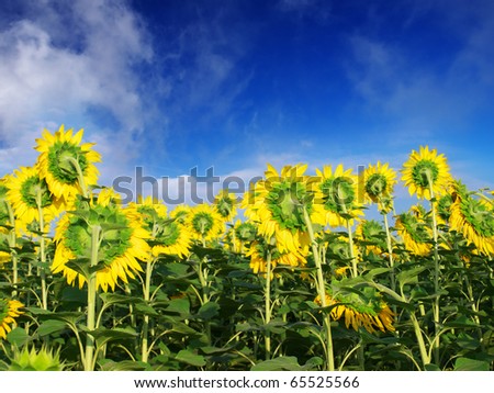 Field from sunflower on background blue sky. Natural composition