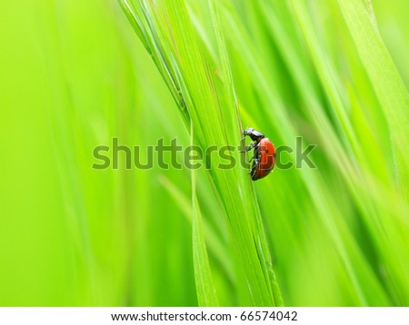 Ladybug  on green sheet. Natural composition