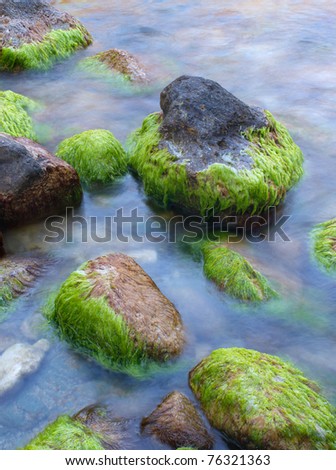 http://image.shutterstock.com/display_pic_with_logo/688576/688576,1304259891,6/stock-photo-stones-with-algae-on-the-seashore-composition-of-nature-76321363.jpg