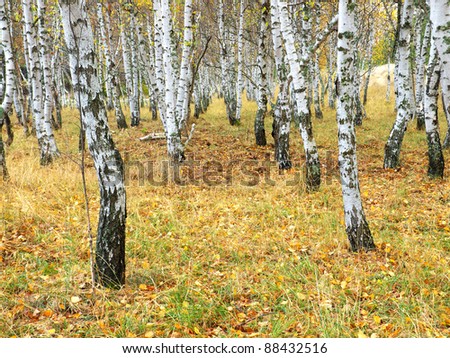 Birches in autumn wood. Composition of the nature