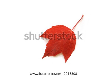 Isolated red maple leaf facing left