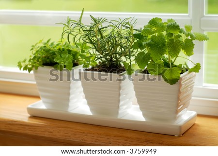 Three pots of herbs in a kitchen window: Marjoram, Rosemary, and Lemon Balm