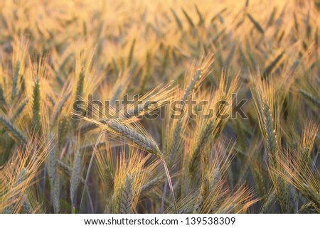 Two ears of wheat bend towards each other in golden wheat field