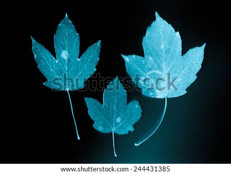 Beautiful maples leaves. X-ray film, old film grain background.
