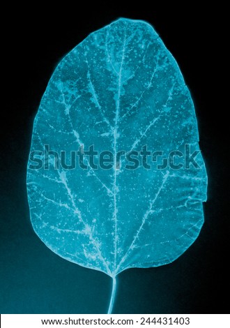 Beautiful leaf. X-ray film, old film grain background.