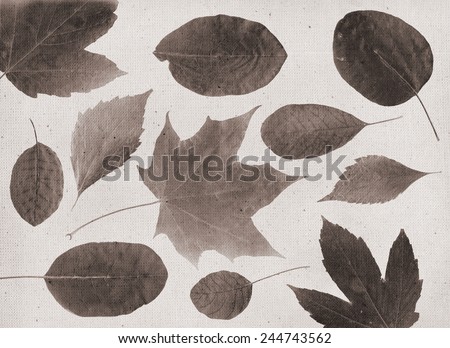 Thanksgiving leaves. Vintage illustration with botanical imprint or x-rays scan. Canvas texture linen fabric background. Vintage concept or conceptual old retro aged fabric. Sepia, brown, negatives