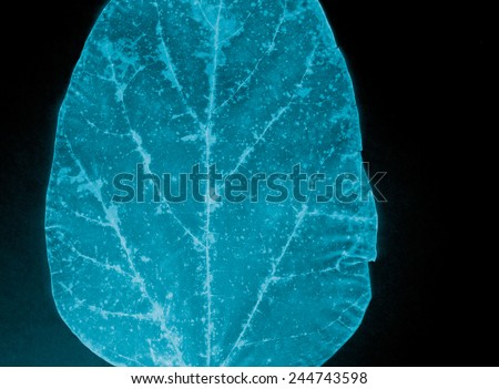 Beautiful leaf. X-ray film, old film grain background.