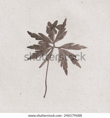 Anemone flower. Vintage illustration with botanical imprint or x-rays scan. Canvas texture linen fabric background. Vintage concept or conceptual old retro aged fabric. Sepia, brown, negatives