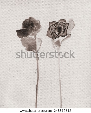 Beautiful roses. Vintage illustration with botanical imprint or x-rays scan. Canvas texture linen fabric background. Vintage concept or conceptual old retro aged fabric. Sepia, brown, negatives