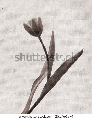Beautiful tulip. Vintage illustration with botanical imprint or x-rays scan. Canvas texture linen fabric background. Vintage or conceptual old retro aged fabric. Sepia, brown negatives