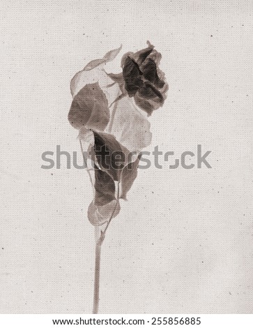 Beautiful roses. Vintage illustration with botanical imprint or x-rays scan. Canvas texture linen fabric background. Vintage concept or conceptual old retro aged fabric. Sepia
