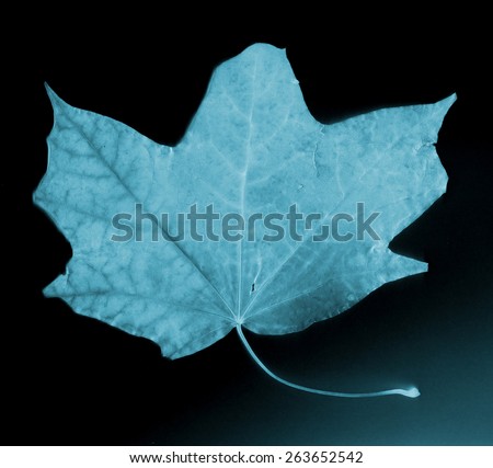 Beautiful maples leaf. X-ray film, old film grain background.