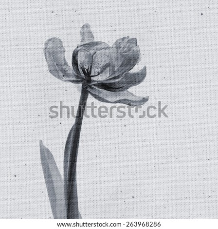 Beautiful tulip. Vintage illustration with botanical imprint or x-rays scan. Canvas texture linen fabric background. Vintage concept or conceptual old retro aged fabric. Black and white. Bohemian