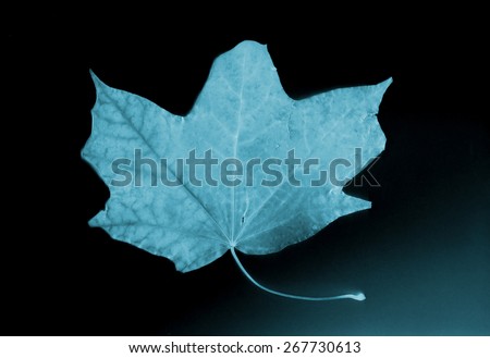 Beautiful maple leaf. X-ray film , old film grain background.
