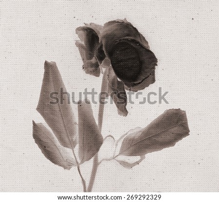 Beautiful rose. Vintage illustration with botanical imprint or x-rays scan. Canvas texture linen fabric background. Vintage concept or conceptual old retro aged fabric. Sepia, brown. Bohemian
