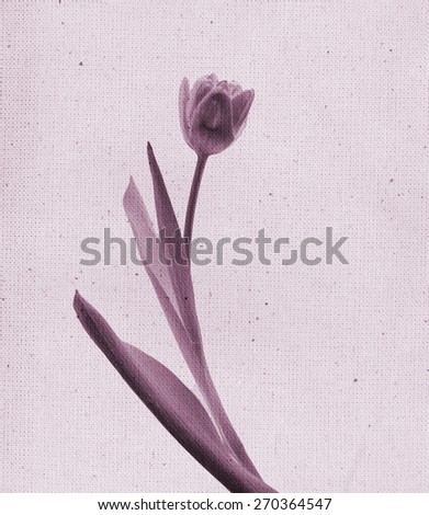 Beautiful tulip. Vintage illustration with botanical imprint x-rays scan Canvas texture linen fabric background. Vintage concept or conceptual old retro aged fabric. Sepia brown, pink purple. Bohemian