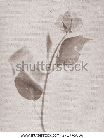 Beautiful rose. Vintage illustration botanical imprint, x-rays scan. Canvas texture linen, double exposure. Vintage concept or conceptual old retro aged fabric. Sepia brown, blur light. Bohemian