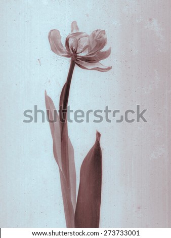 Beautiful tulip. Daguerreotype. Film grain. Vintage illustration with botanical negative film x-rays scan. Canvas texture background. Vintage conceptual old retro aged postcard. Sepia brown. Bohemian