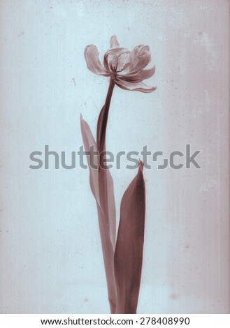 Beautiful tulip. Daguerreotype. Film grain. Vintage illustration with botanical negative film x-rays scan. Canvas texture background. Vintage conceptual old retro aged postcard. Sepia brown. Bohemian
