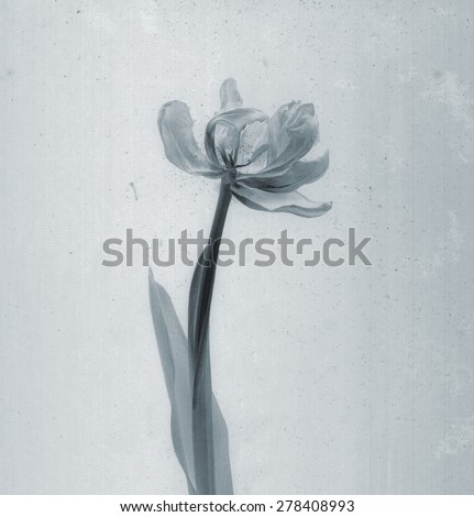 Beautiful tulip. Daguerreotype. Film grain. Vintage illustration with botanical negative film x-rays scan. Canvas texture background Vintage conceptual old retro aged postcard Black and white Bohemian