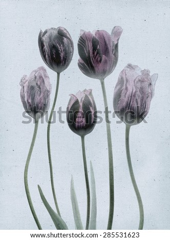 Beautiful tulips. Vintage illustration with botanical imprint or x-rays scan. Canvas texture linen fabric background. Vintage concept or conceptual old retro aged fabric Grey pink purple green pastel