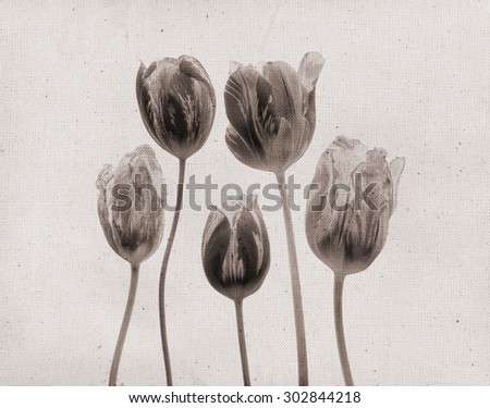 Beautiful tulips. Vintage illustration with botanical imprint or x-rays scan. Canvas texture linen fabric background. Vintage concept or conceptual old retro aged fabric. Sepia, brown. Bohemian