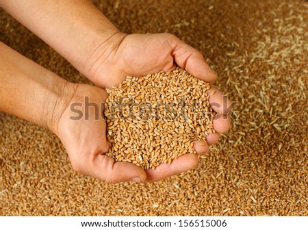 Hands with wheat farmer