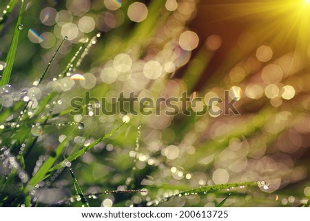 The morning dew. Abstract background of shining a bright morning dew