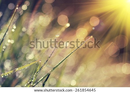 The morning dew. Abstract background of shining a bright morning dew, vintage style effect picture