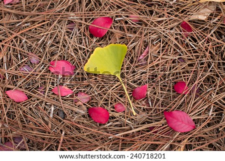 Red colored leaves and Ginkgo leaf drop on top of pine leaves