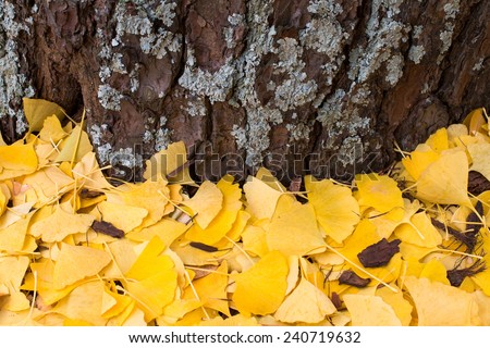 Ginkgo leaves under the ginkgo tree