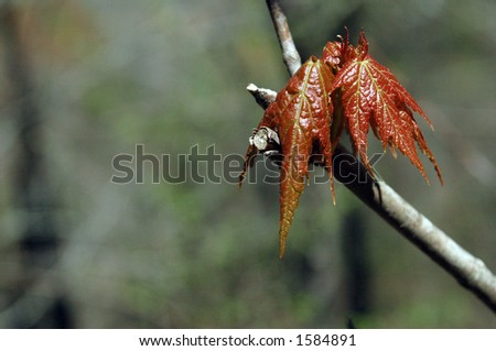 Macro of baby cluster of new maple leaves with soft green background for text.