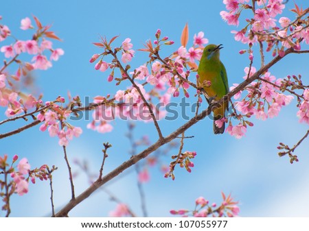 the bird sit on the blooming flower tree
