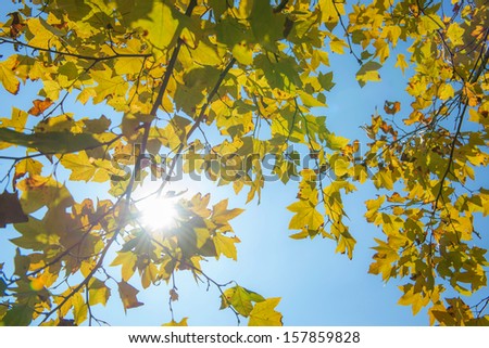 beautiful autumn leaves of real maple tree and sun with blue sky.