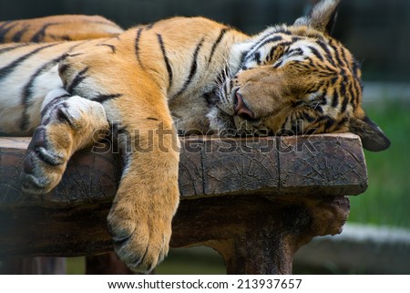 sleeping tiger on the wood table.