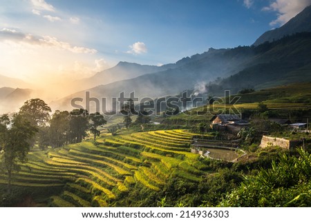 Rice fields on terraced in sunset at SAPA, Lao Cai, Vietnam. Rice fields prepare the harvest at Northwest Vietnam