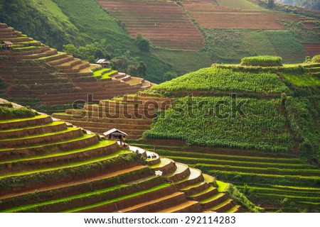 Rice fields on terraced in rainny season at Mu Cang Chai, Yen Bai, Vietnam. Rice fields prepare for transplant  at Northwest Vietnam