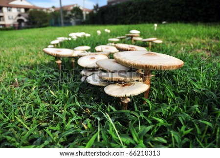 a fairy ring of mushrooms