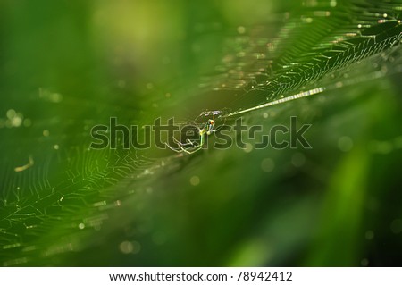 a Macro shot of Golden silk orb-weaver spider (banana spider) (Nephila spp.)