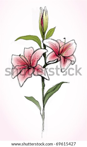 stock vector Pink Lily flower realistic sketch not autotraced 