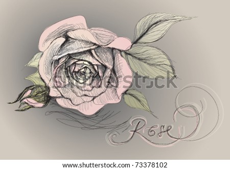 rose flower sketch. rose flower sketch. rose flower sketch. stock vector : Rose flower;