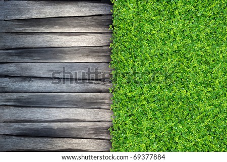 grass and Small green plants depend on old wood