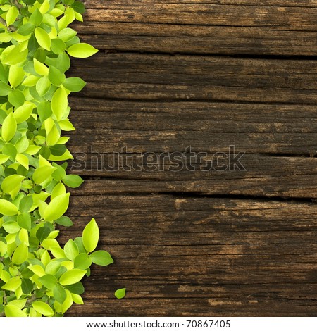 Small green plants depend on old wood