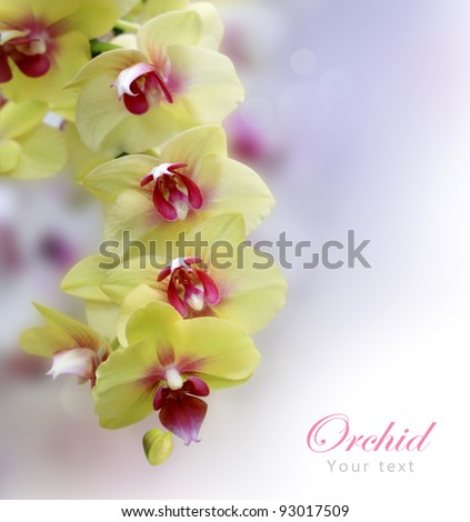 Beautiful Orchid yellow and pink