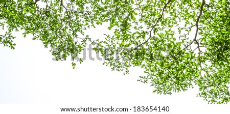 Ivory coast almond branch with sunray on white background.
