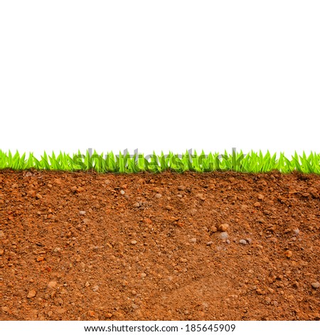 cross section of grass and soil against white background.