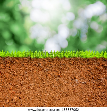 cross section of grass and soil against green bokeh.