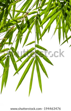 bamboo leaves isolated on white background, clipping path included