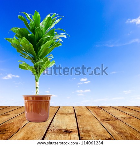 Rubber plant on wood floor over sky background