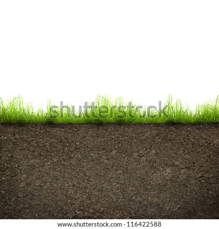 green grass with in soil isolated on white background